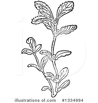 Royalty-Free (RF) Herb Clipart Illustration by Picsburg - Stock Sample #1334994