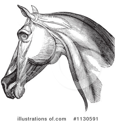 Royalty-Free (RF) Horse Anatomy Clipart Illustration by Picsburg - Stock Sample #1130591