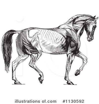 Royalty-Free (RF) Horse Anatomy Clipart Illustration by Picsburg - Stock Sample #1130592