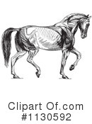 Horse Anatomy Clipart #1130592 by Picsburg