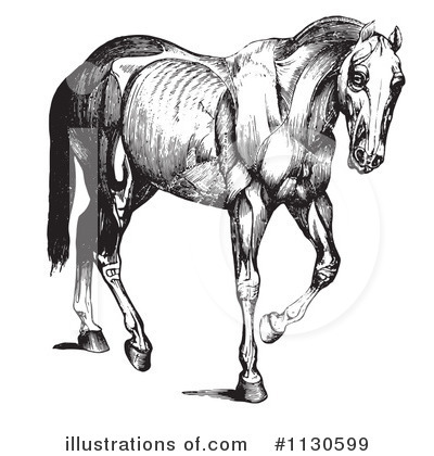 Royalty-Free (RF) Horse Anatomy Clipart Illustration by Picsburg - Stock Sample #1130599