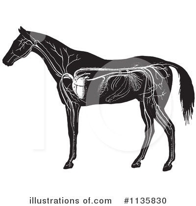 Horse Anatomy Clipart #1135830 by Picsburg