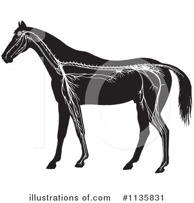 Royalty-Free (RF) Horse Anatomy Clipart Illustration by Picsburg - Stock Sample #1135831