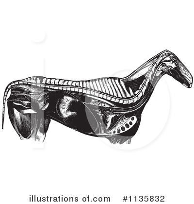 Royalty-Free (RF) Horse Anatomy Clipart Illustration by Picsburg - Stock Sample #1135832