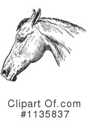 Horse Anatomy Clipart #1135837 by Picsburg