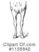 Horse Anatomy Clipart #1135842 by Picsburg