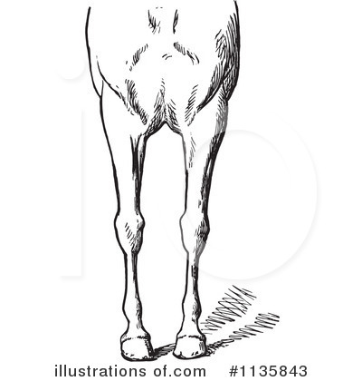 Royalty-Free (RF) Horse Anatomy Clipart Illustration by Picsburg - Stock Sample #1135843