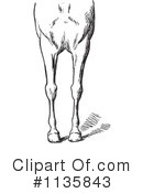 Horse Anatomy Clipart #1135843 by Picsburg