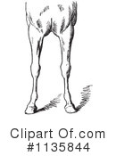 Horse Anatomy Clipart #1135844 by Picsburg