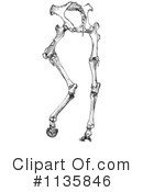 Horse Anatomy Clipart #1135846 by Picsburg