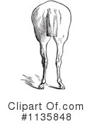 Horse Anatomy Clipart #1135848 by Picsburg