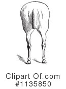 Horse Anatomy Clipart #1135850 by Picsburg
