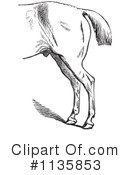 Horse Anatomy Clipart #1135853 by Picsburg