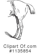 Horse Anatomy Clipart #1135854 by Picsburg