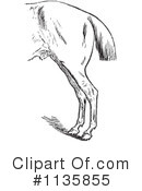 Horse Anatomy Clipart #1135855 by Picsburg