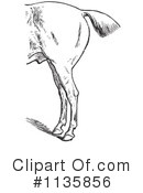 Horse Anatomy Clipart #1135856 by Picsburg