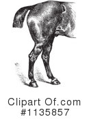 Horse Anatomy Clipart #1135857 by Picsburg