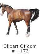 Horse Clipart #11173 by AtStockIllustration