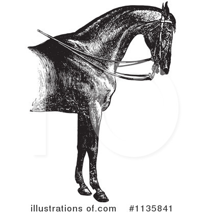 Horse Anatomy Clipart #1135841 by Picsburg