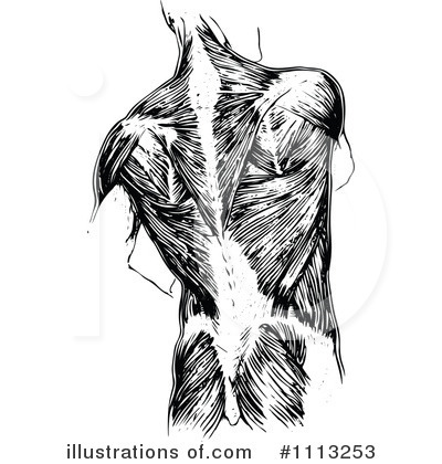 Anatomy Clipart #1113253 by Prawny Vintage