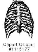 Human Anatomy Clipart #1115177 by Prawny Vintage