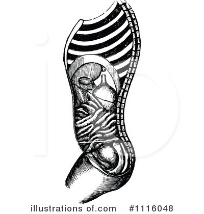 Anatomy Clipart #1116048 by Prawny Vintage