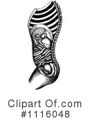 Human Anatomy Clipart #1116048 by Prawny Vintage