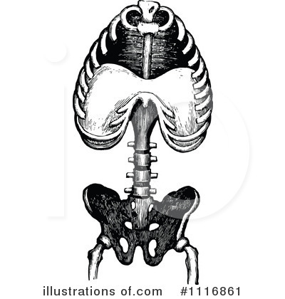 Royalty-Free (RF) Human Anatomy Clipart Illustration by Prawny Vintage - Stock Sample #1116861