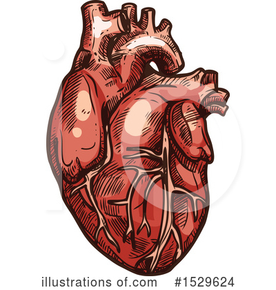 Royalty-Free (RF) Human Heart Clipart Illustration by Vector Tradition SM - Stock Sample #1529624