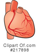 Human Heart Clipart #217898 by Lal Perera