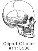 Human Skull Clipart #1113938 by Prawny Vintage