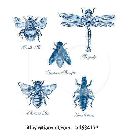 Dragonfly Clipart #1684172 by patrimonio