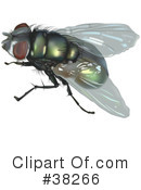Insect Clipart #38266 by dero