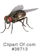 Insect Clipart #38713 by dero