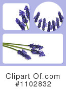Lavender Clipart #1102832 by elaineitalia