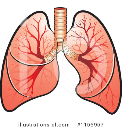 Lungs Clipart #1155957 by Lal Perera