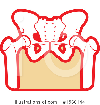 Pelvis Clipart #1560144 by Vector Tradition SM