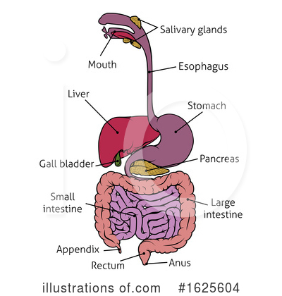 Digestive System Clipart #1625604 by AtStockIllustration