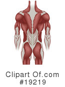 Muscles Clipart #19219 by AtStockIllustration