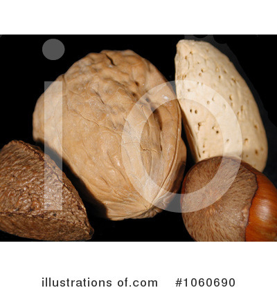 Nut Clipart #1060690 by Kenny G Adams