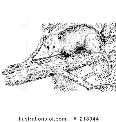 Royalty-Free (RF) Opossum Clipart Illustration by Picsburg - Stock Sample #1218944