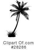 Palm Tree Clipart #28286 by KJ Pargeter