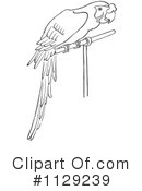 Parrot Clipart #1129239 by Picsburg