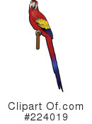 Parrot Clipart #224019 by Vitmary Rodriguez