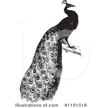 Royalty-Free (RF) Peacock Clipart Illustration by BestVector - Stock Sample #1101518
