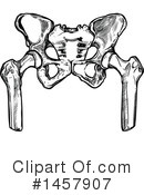 Pelvis Clipart #1457907 by Vector Tradition SM