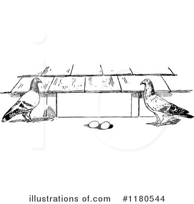 Pigeon Clipart #1180544 by Prawny Vintage