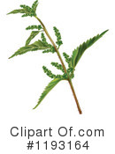 Plant Clipart #1193164 by dero
