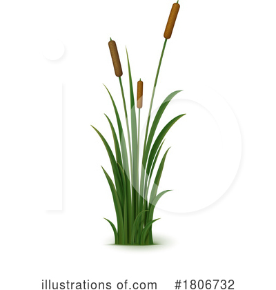 Cattails Clipart #1806732 by Vector Tradition SM