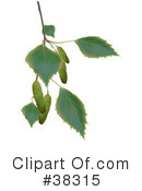Plant Clipart #38315 by dero